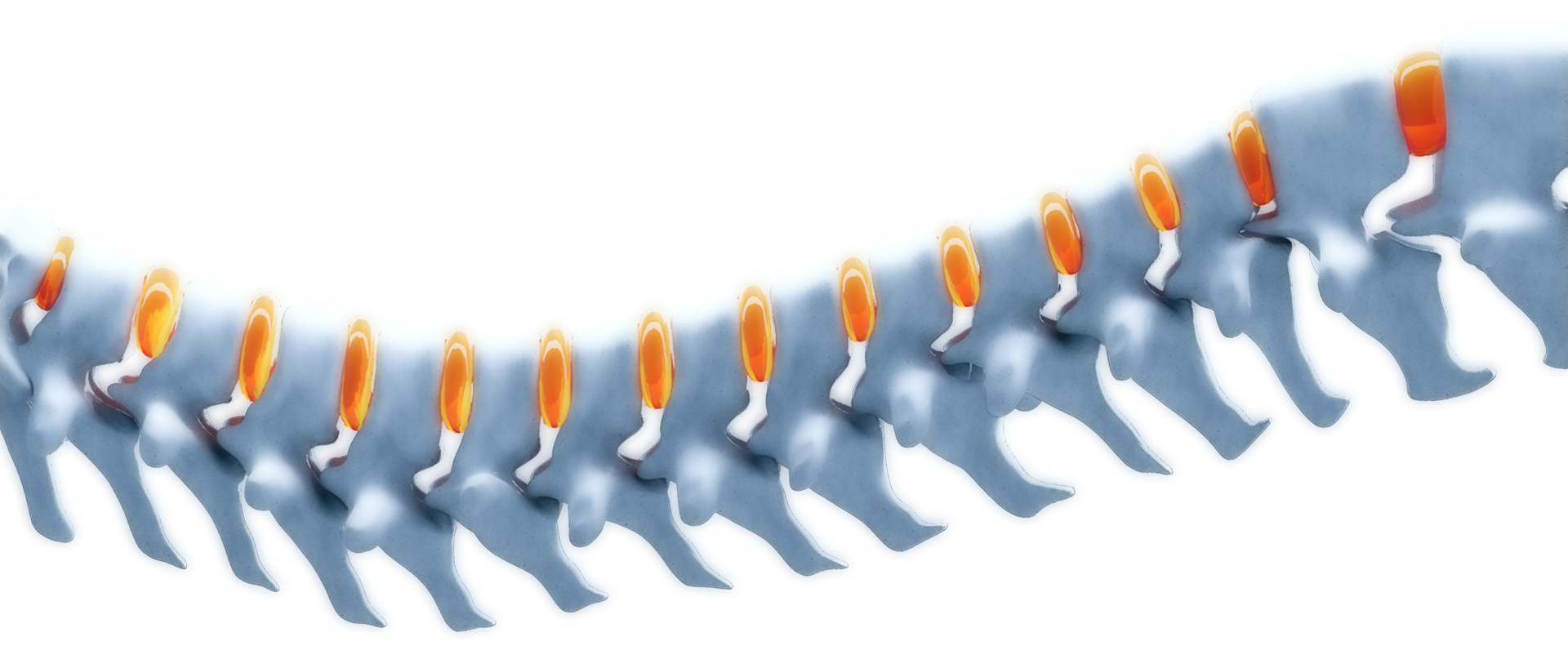 Ergo-Backcare spine support structure